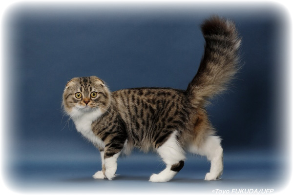 QGC LEONIX RAJA OLIVER OF TINYTINY