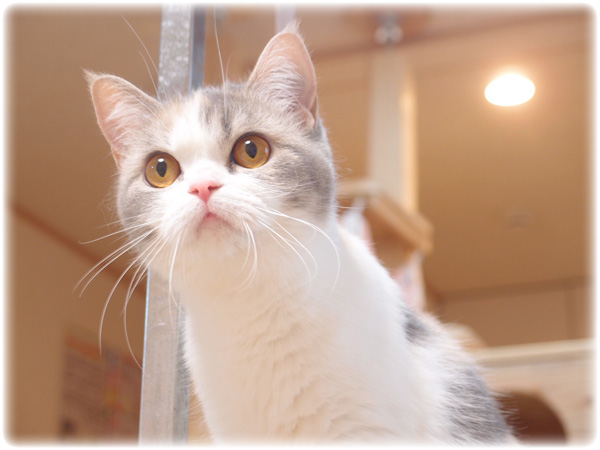 MADAM YUMI'S BRUTUS OF TINYTINY/ID