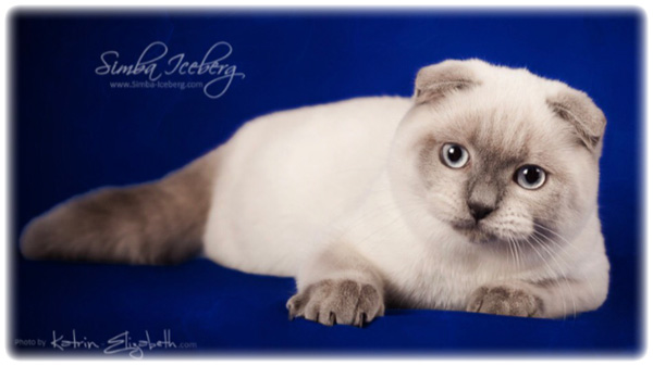 SIMBA ICEBERG FLO OF TINYTINY