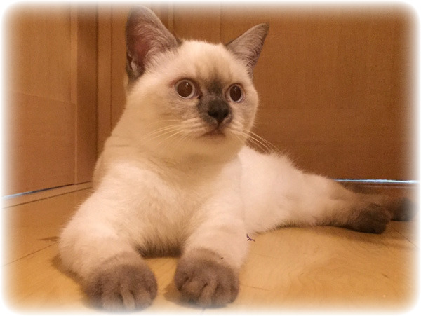 CH LEONIX PRINCESS HAYLEY OF TINYTINY/ID