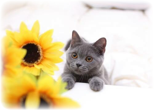 CH I BELIEVE'S UELLY OF TINYTINY/ID